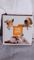 The Dog - Artlist Collection