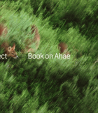 So simple, so beautiful, so perfect - book on Ahae