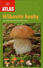 Hřibovité houby - čeleď Boletaceae a rody Gyrodon, Gyroporus, Boletinus a Suillus