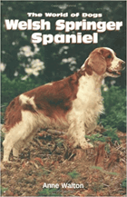 Welsh Springer Spaniel