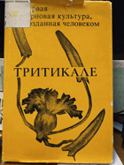 Тритикале - первая зерновая культура, созданная ...
