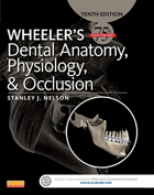 Wheeler's dental anatomy, physiology, and occlusion.