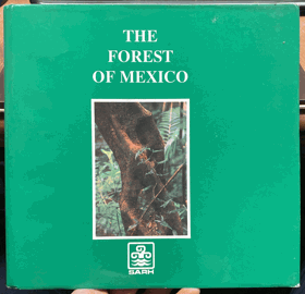 The forest of Mexico