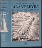Bílá velryba