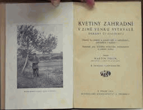 Květiny zahradní v zimě venku vytrvalé(pereny či ostálky)