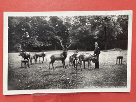 Hochwildpark Tuppelburg Eichwald FOTOMONTÁŽ Pohled Pohlednice
